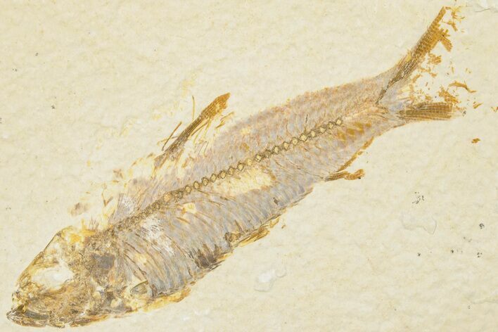 3.3" Detailed Fossil Fish (Knightia) - Wyoming